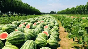 Complete Practical Guide on Organic Watermelon Farming