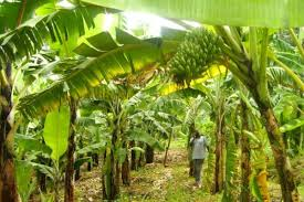 Complete Practical Guide on Organic Plantain Farming