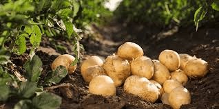 Complete Practical Guide on Organic Potato Farming