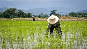 Complete Practical Guide on Organic Rice Farming