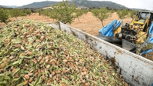 Complete Practical Guide on Almond Farming