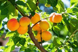 Complete Practical Guide on Apricot Farming Complete Practical Guide on Apricot Farming