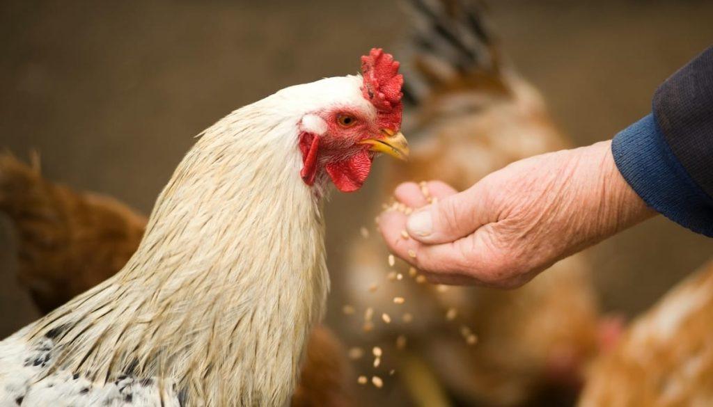 Pratique Complète Coq Poules La Formulation De L'Aliment Guide