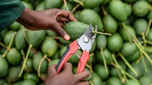 Complete Practical Guide on Organic Avocado Farming