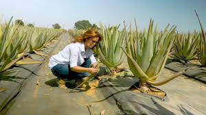 Complete Practical Guide on Organic Aloe Vera Farming