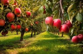 Complete Practical Guide on Organic Apples Farming