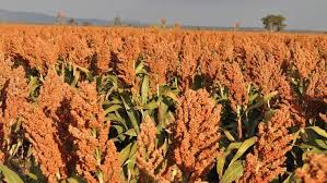 Complete Practical Guide on Organic Sorghum Farming