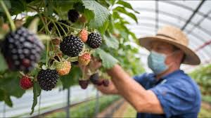 Complete Practical Guide on Organic Blackberry Farming