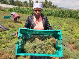 Complete Practical Guide on Organic Thyme Farming