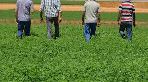 Complete Practical Guide on Organic Alfalfa Farming