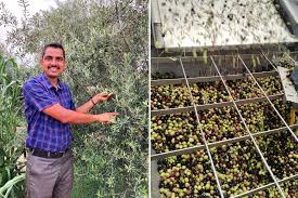 Complete Practical Guide on Organic Olive Farming