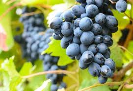 Complete Practical Guide on Organic Grape Farming