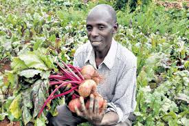 Complete Practical Guide on Organic Beet Farming