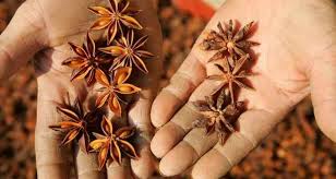 Complete Practical Guide on Organic Anise Farming