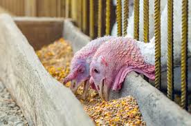 Complete Practical Turkeys Feed Formulation Guide