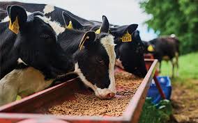 Complete Practical Cattle Feed Formulation Guide