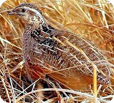 How to Brood and Raise Quail Birds from Day Old till Maturity