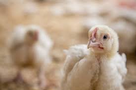 How to Brood and Raise Broiler Chickens from Day-Old Till Maturity