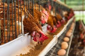 How to Brood and Raise Layer Chickens from Day-Old Till Maturity