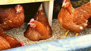 How to Brood and Raise Noiler Chickens from Day Old till Maturity