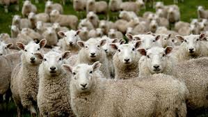 Complete Practical Guide on Organic Sheep Farming Business