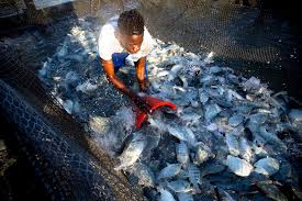 Complete Practical Guide on Organic Tilapia Farming Business