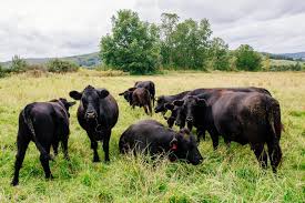 Comprehensive Guide to Successful Beef Cattle Management