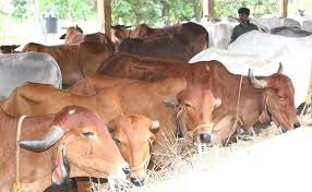 Comprehensive Guide to Successful Beef Cattle Management Comprehensive Guide to Successful Beef Cattle Management
