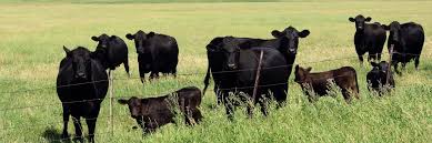 Comprehensive Guide to Successful Beef Cattle Management Comprehensive Guide to Successful Beef Cattle Management