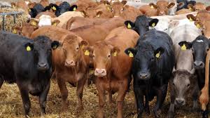 Comprehensive Guide to Successful Beef Cattle Management Comprehensive Guide to Successful Beef Cattle Management