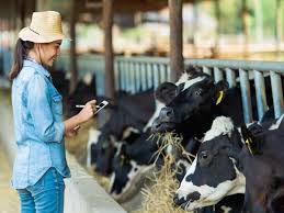Comprehensive Guide to Successful Beef Cattle Management Comprehensive Guide to Successful Beef Cattle Management