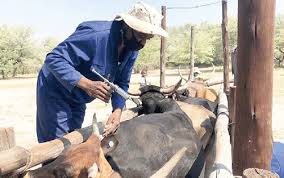 Prevention, Management, and Disease Control of Cattle