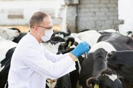 Prevention, Management, and Disease Control of Cattle