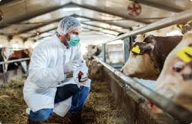 Prevention, Management, and Disease Control of Cattle