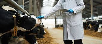 Prevention, Management, and Disease Control of Cattle