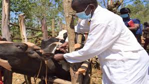 Prevention, Management, and Disease Control of Cattle