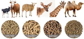 Feed and Materials for Ruminant Animals