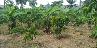 Introduction to Tree Crops of Economic, Social, and Cultural Importance in Nigeria