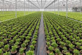 Preparation and Management of Tree Crop Nursery