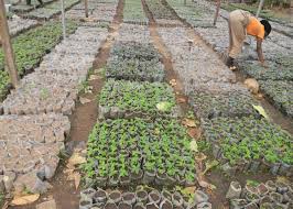 Preparation and Management of Tree Crop Nursery