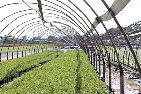 Preparation and Management of Tree Crop Nursery