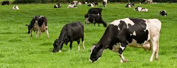 Importance and Classification Of Cattle