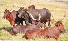 Nigeria Breeds of Cattle