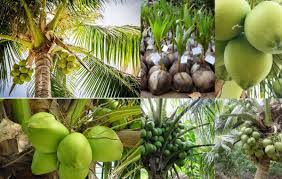 Coconut Production and Post-Harvest Techniques