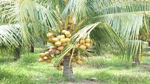 Coconut Production and Post-Harvest Techniques