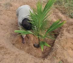 Coconut Production and Post-Harvest Techniques