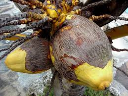 Coconut Production and Post-Harvest Techniques