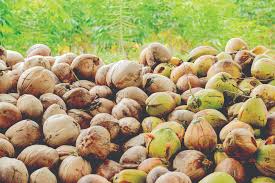 Coconut Production and Post-Harvest Techniques