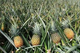 Pineapple Production and Post-Harvest Techniques