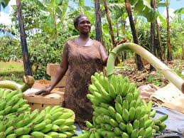 Banana Production and Post-Harvest Techniques